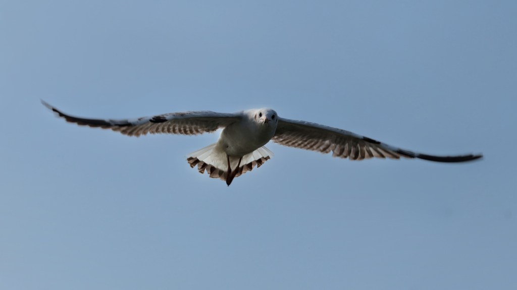 Feathered Friends: From Childhood Curiosity to Balcony&nbsp;Sanctuary