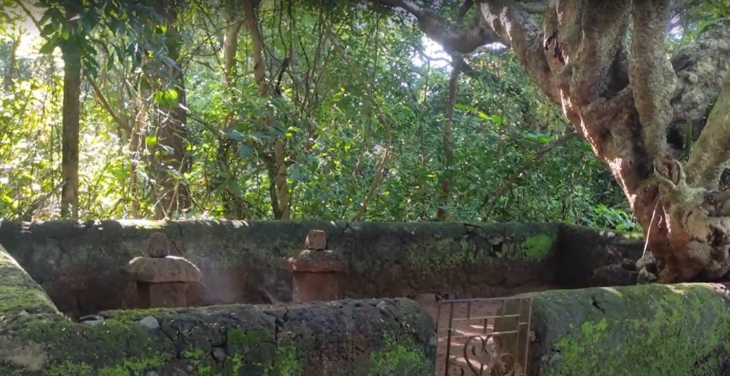 Existing remains of a Pambin Kavu (snake grove), illustrating how wild forests were historically preserved within human settlements.