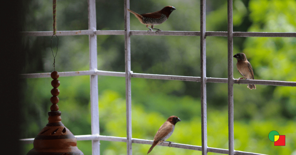 A group of three Scaly-breasted Munias gathered on different levels of a white metal balcony grill before their flight.