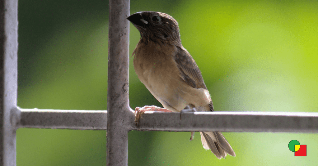 A juvenile Scaly-breasted Munia perched on a white metal balcony grill, looking alert and curious against a lush green background.