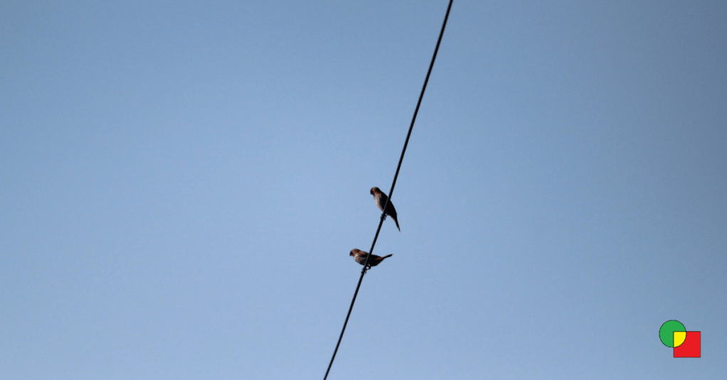 Two adult Scaly-breasted Munia birds perched on a single power line against a clear blue sky, looking down toward the balcony.