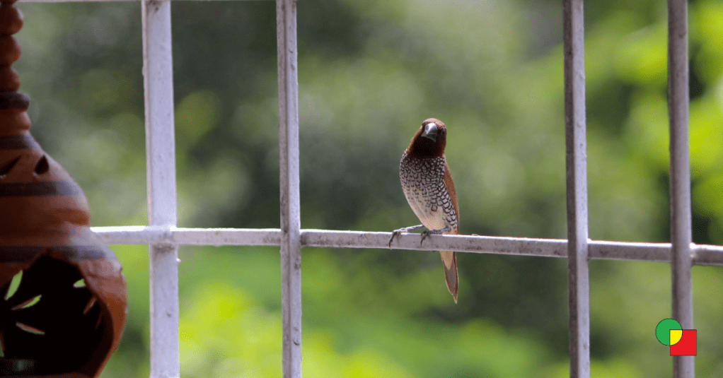 A sharp portrait of a Scaly-breasted Munia perched on a grill, showing its distinct brown head and intricate scale-like patterns on its white chest.